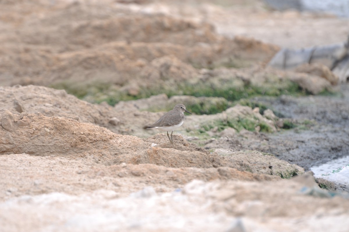 Temminck's Stint - ML623211960