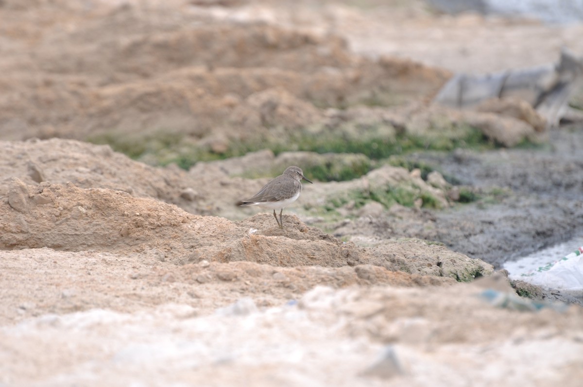 Temminck's Stint - ML623211961