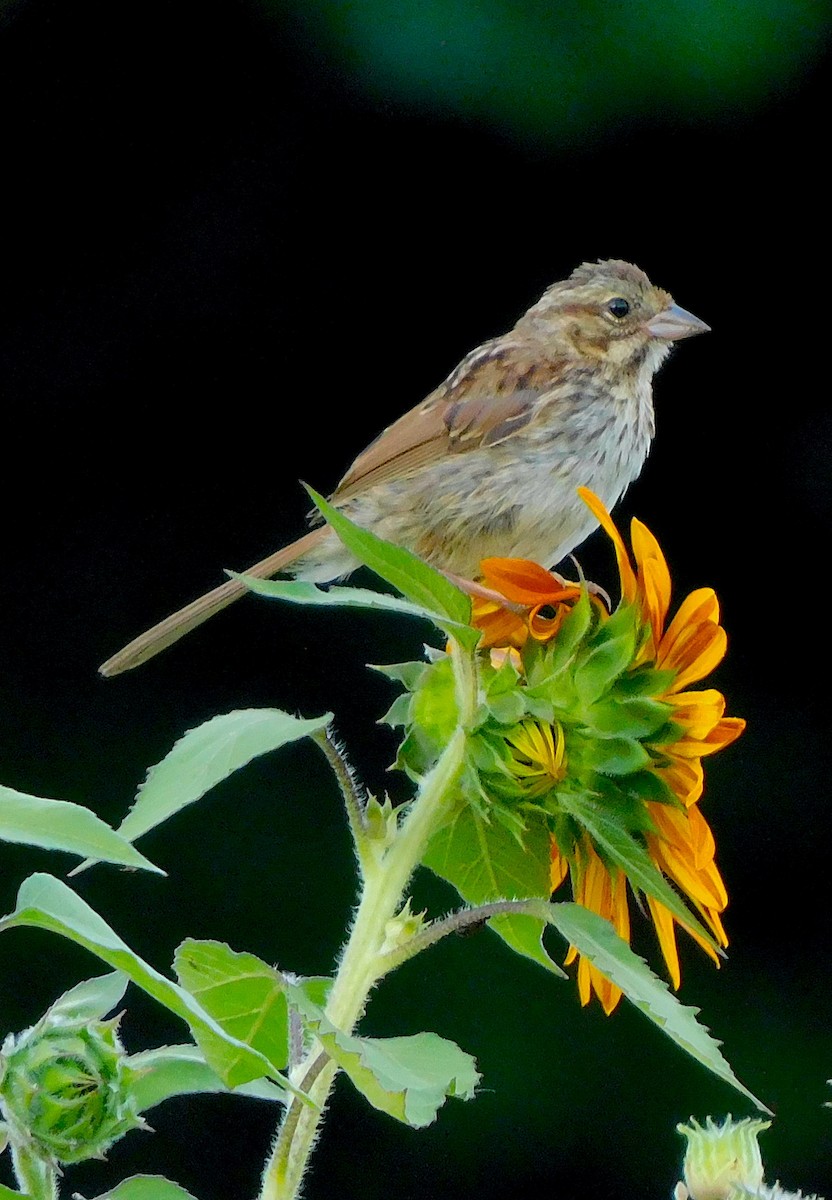 Song Sparrow - Lee Gray