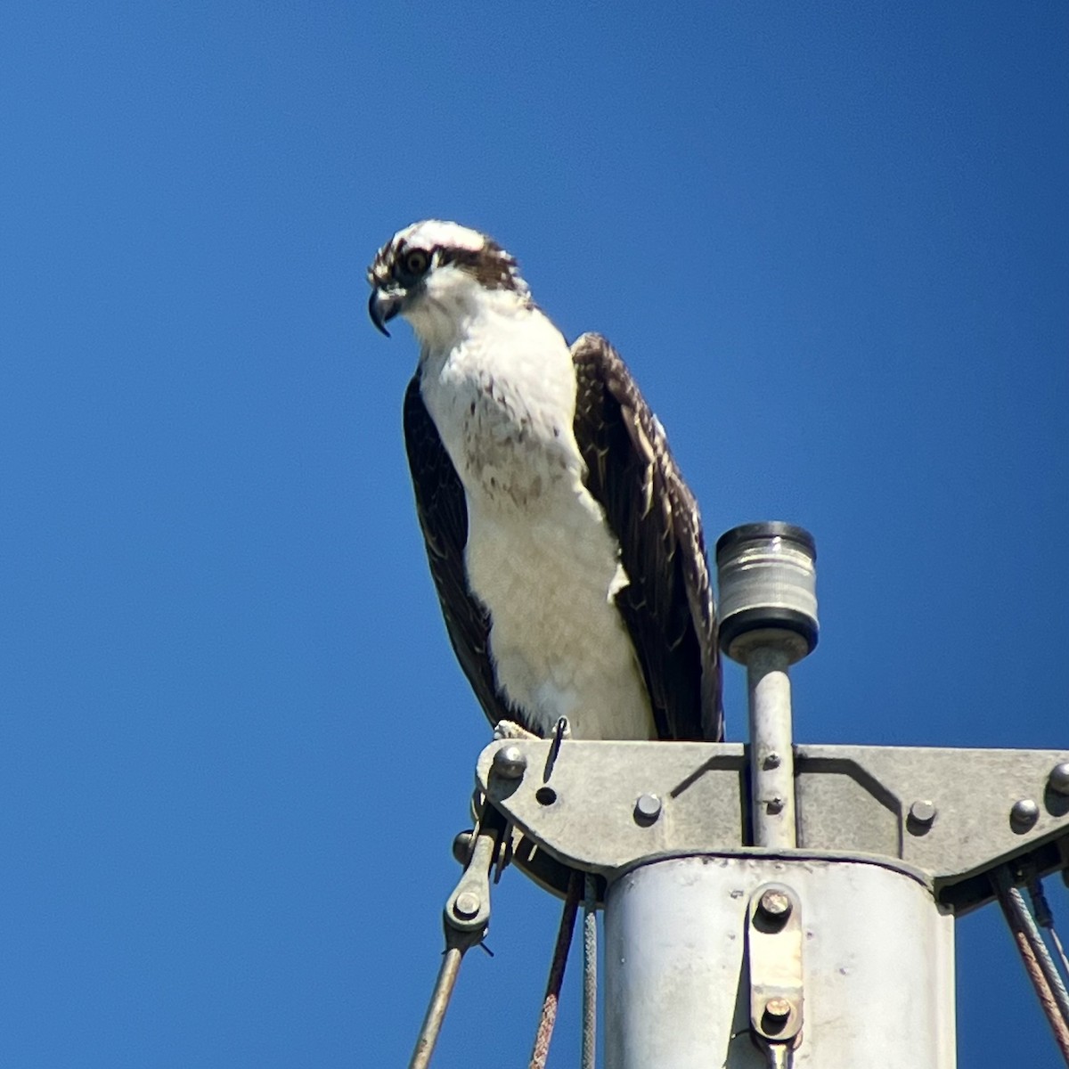 Osprey - Josh McLaughlin