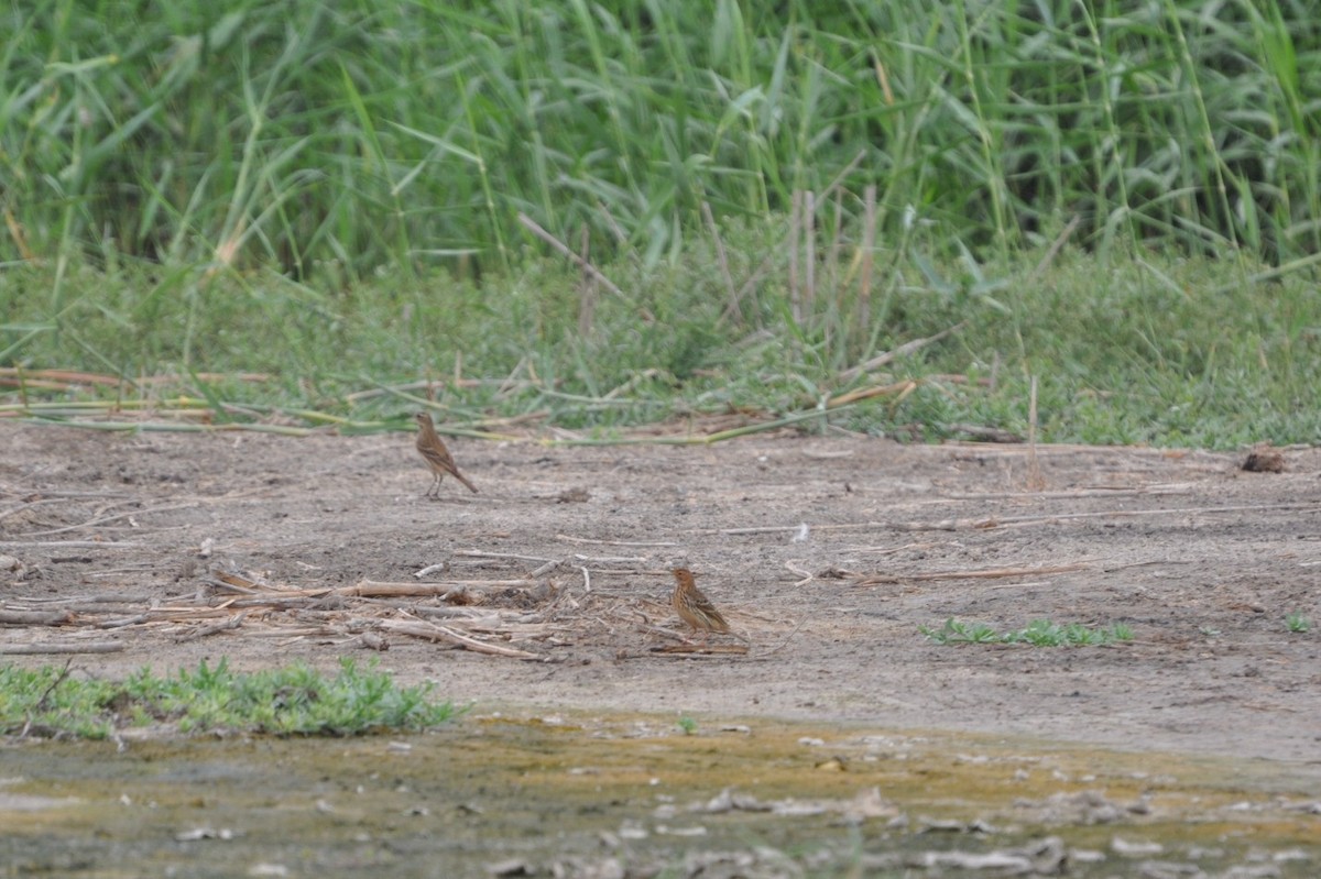 Red-throated Pipit - ML623212002