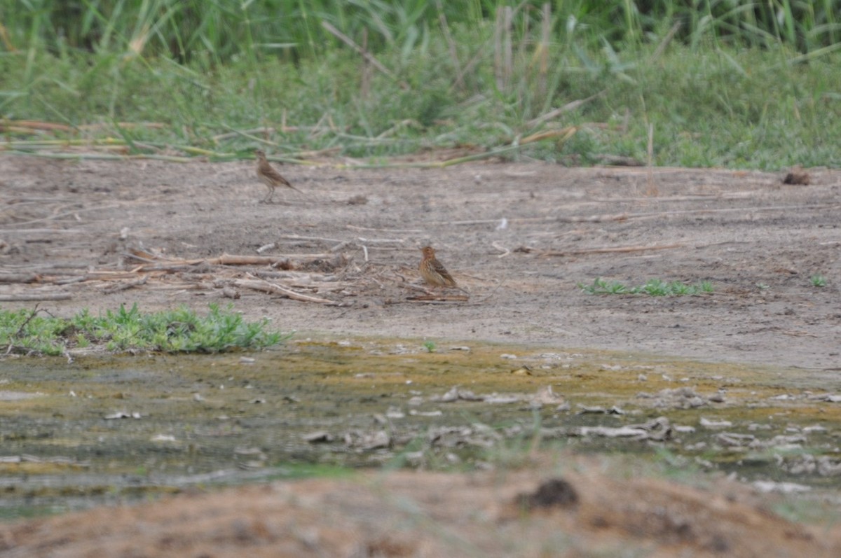 Pipit à gorge rousse - ML623212003