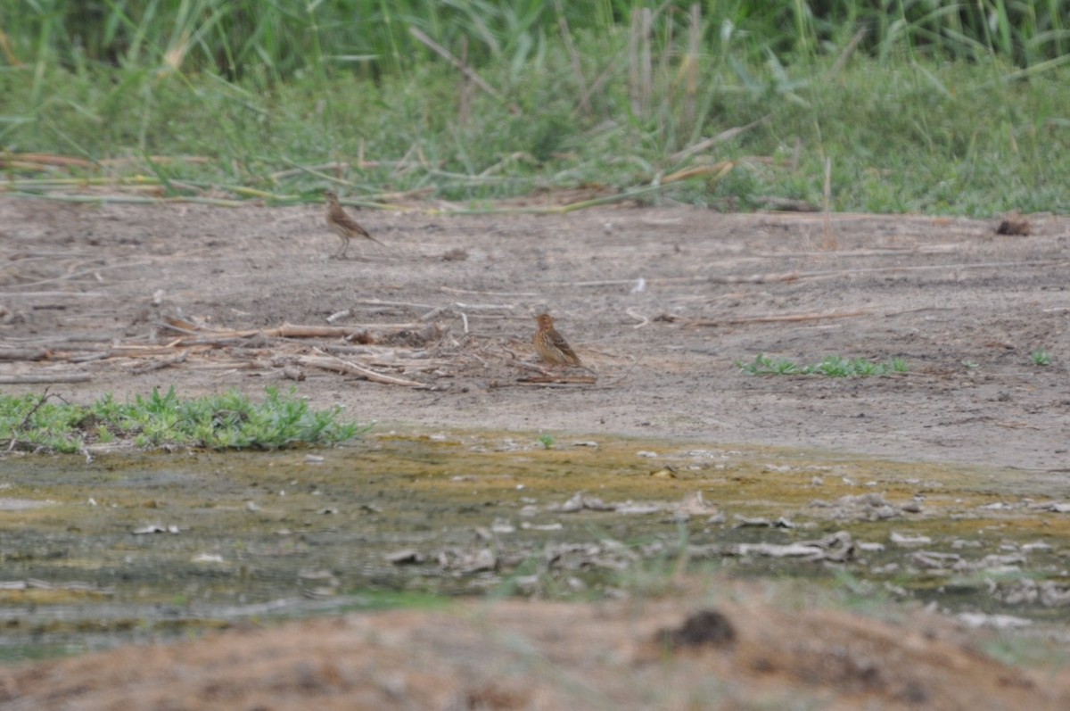 Red-throated Pipit - ML623212003