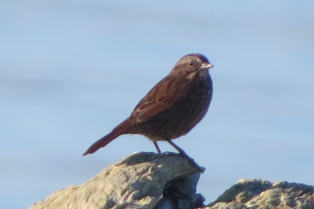 Song Sparrow - ML623212065