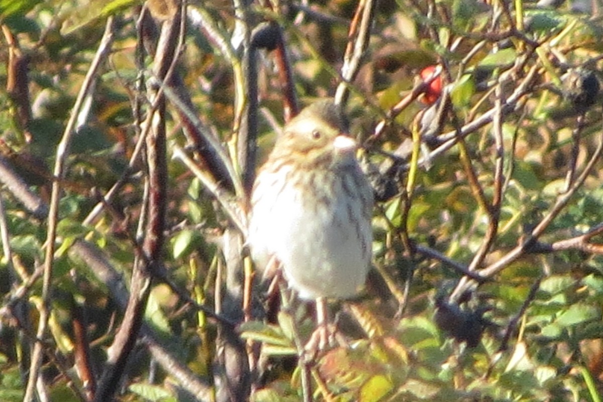 Lincoln's Sparrow - ML623212078