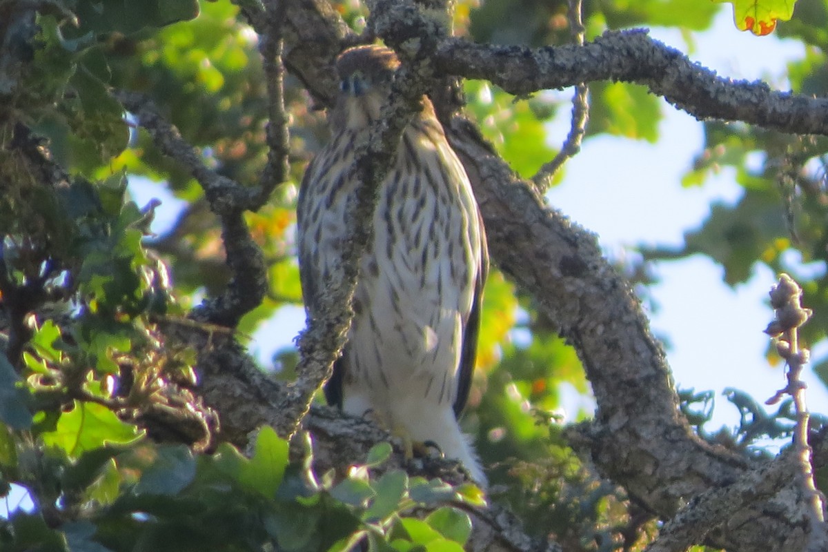 Cooper's Hawk - ML623212091