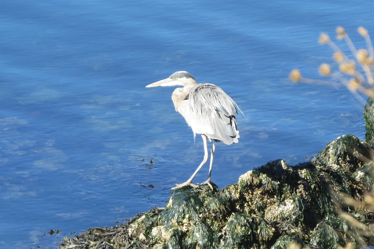 Great Blue Heron - ML623212094