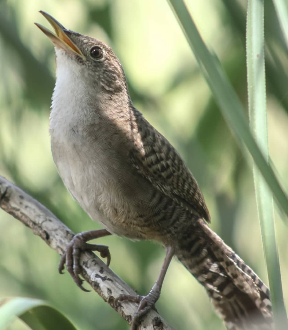 Zapata Wren - ML623212096