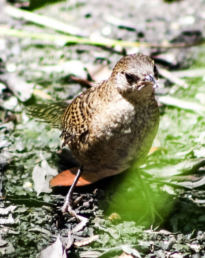 Zapata Wren - ML623212097