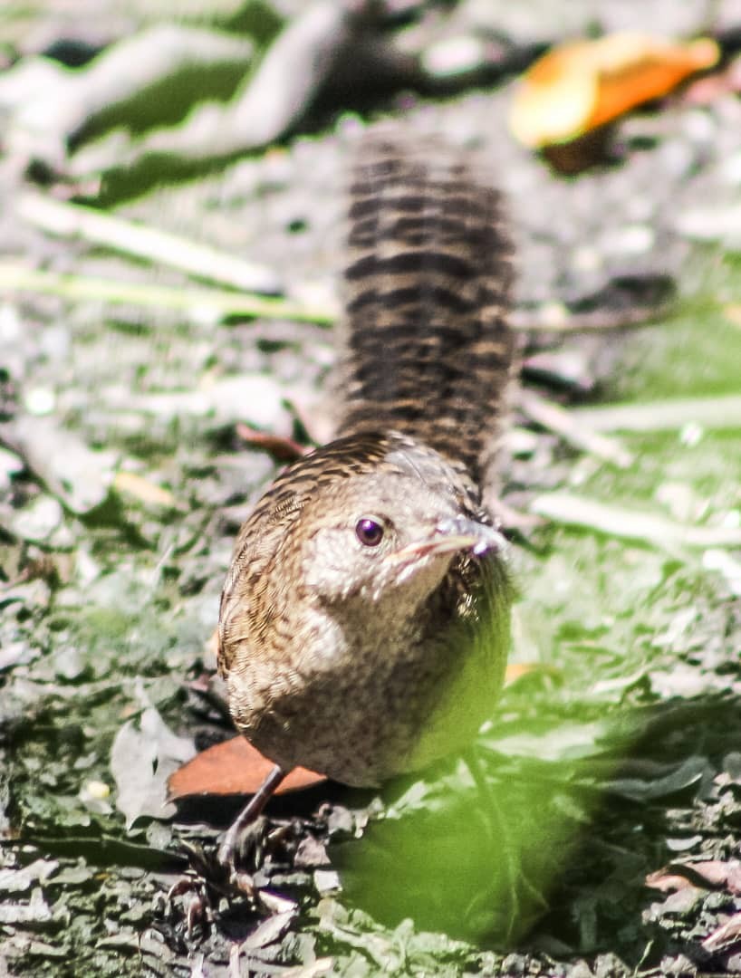 Zapata Wren - ML623212098