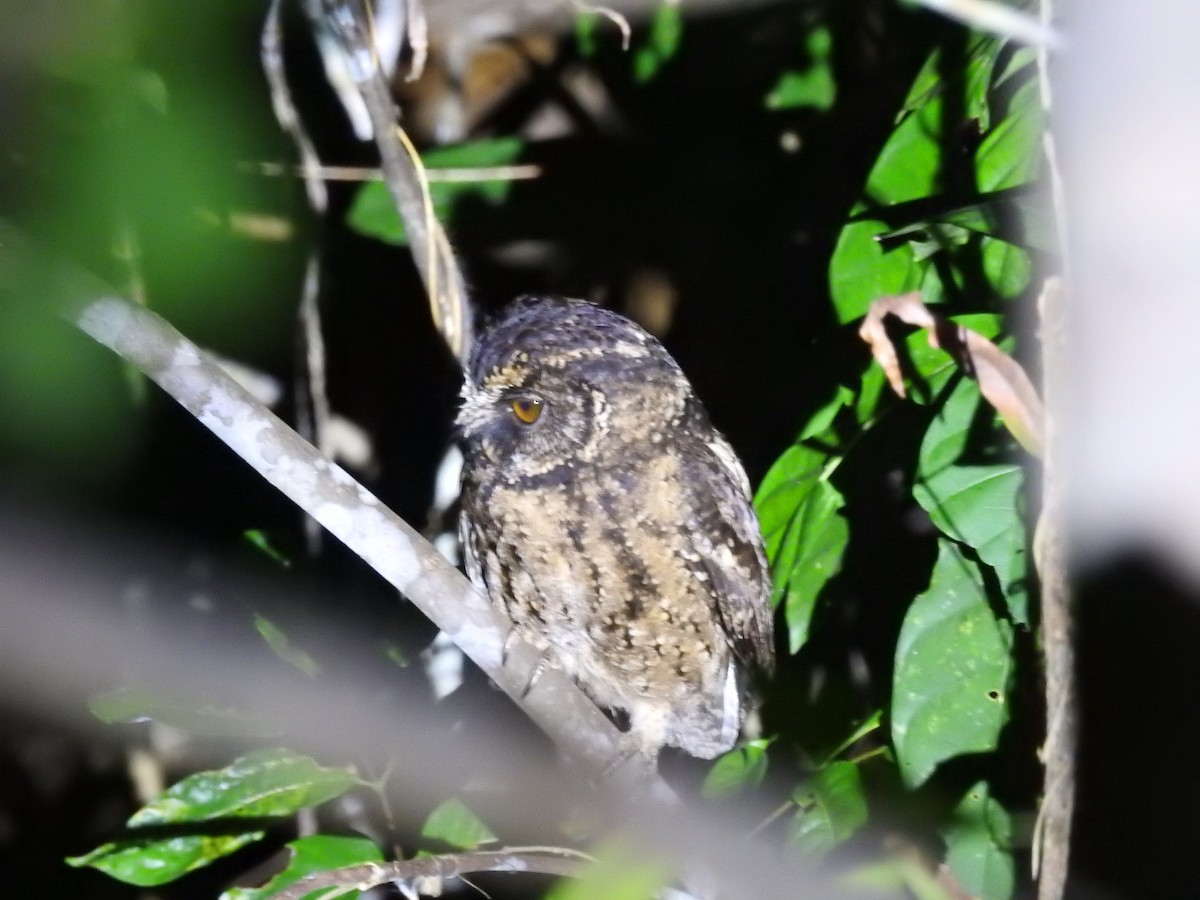 Palawan Scops-Owl - ML623212144