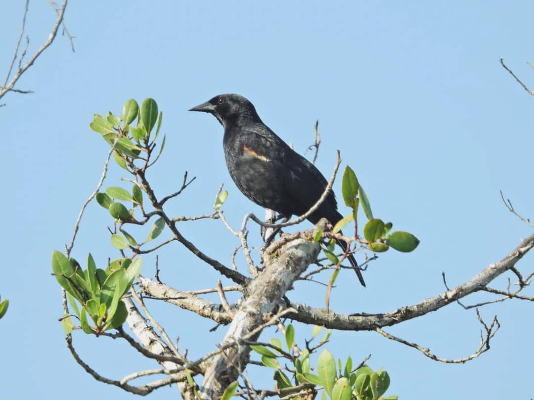 Red-shouldered Blackbird - ML623212150