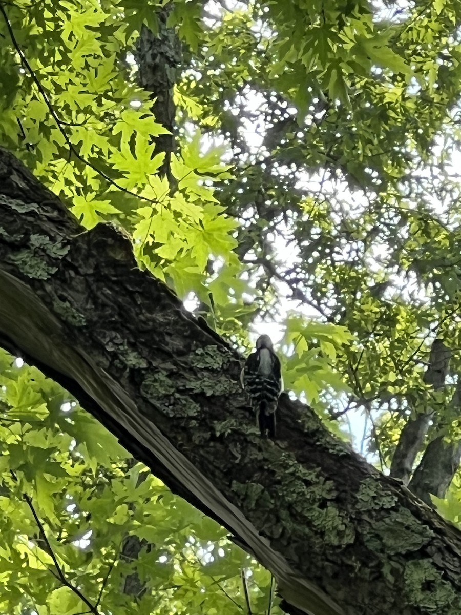 Hairy Woodpecker - ML623212151