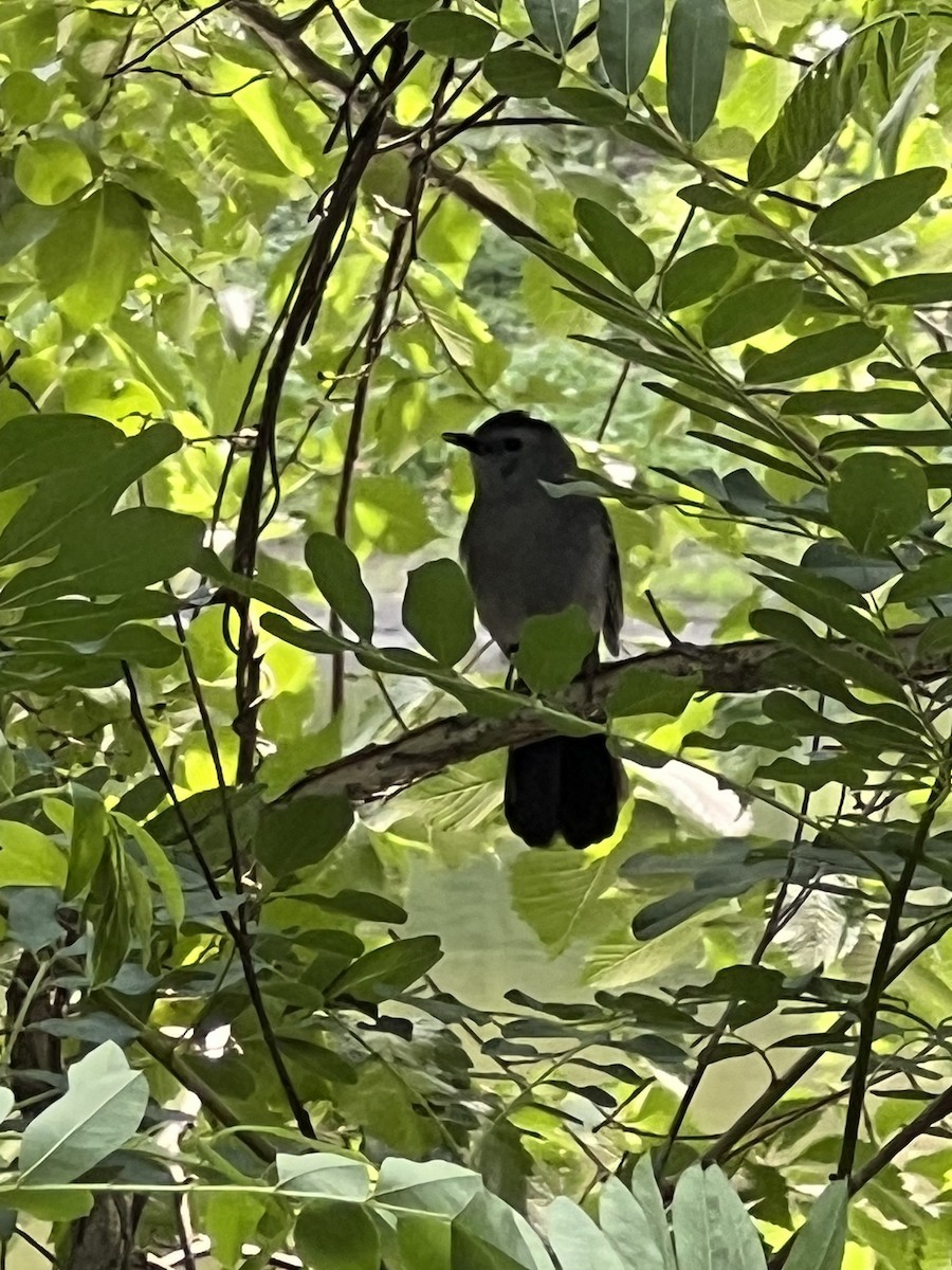 Gray Catbird - ML623212153