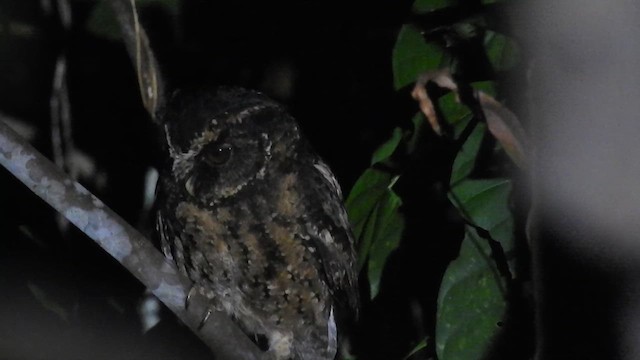 Palawan Scops-Owl - ML623212156