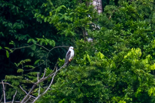 White-tailed Kite - ML623212214