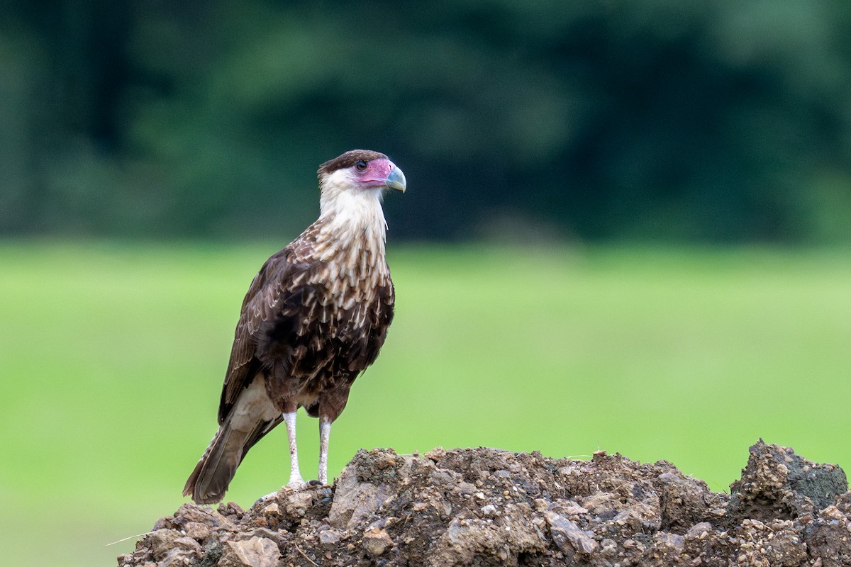 Crested Caracara - Bruce Miller