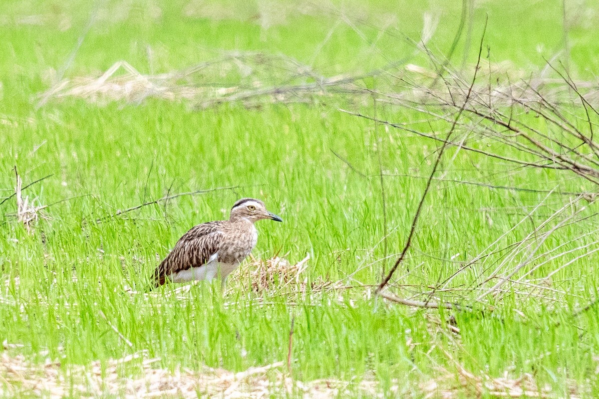 Double-striped Thick-knee - ML623212336