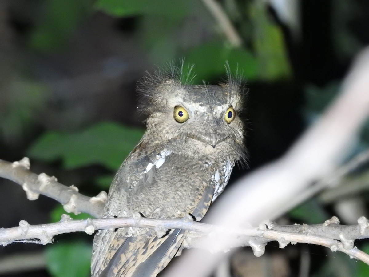 Palawan Frogmouth - ML623212365