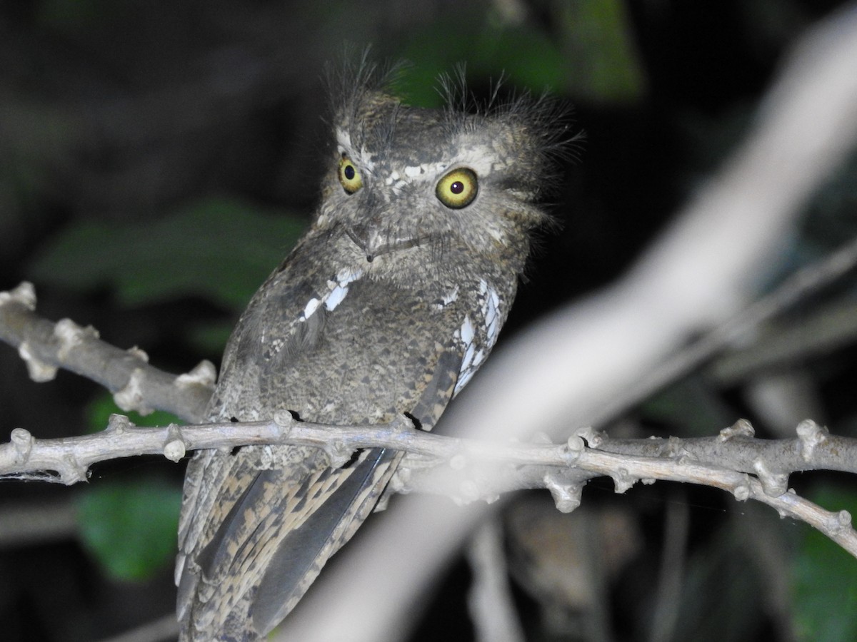 Palawan Frogmouth - ML623212369