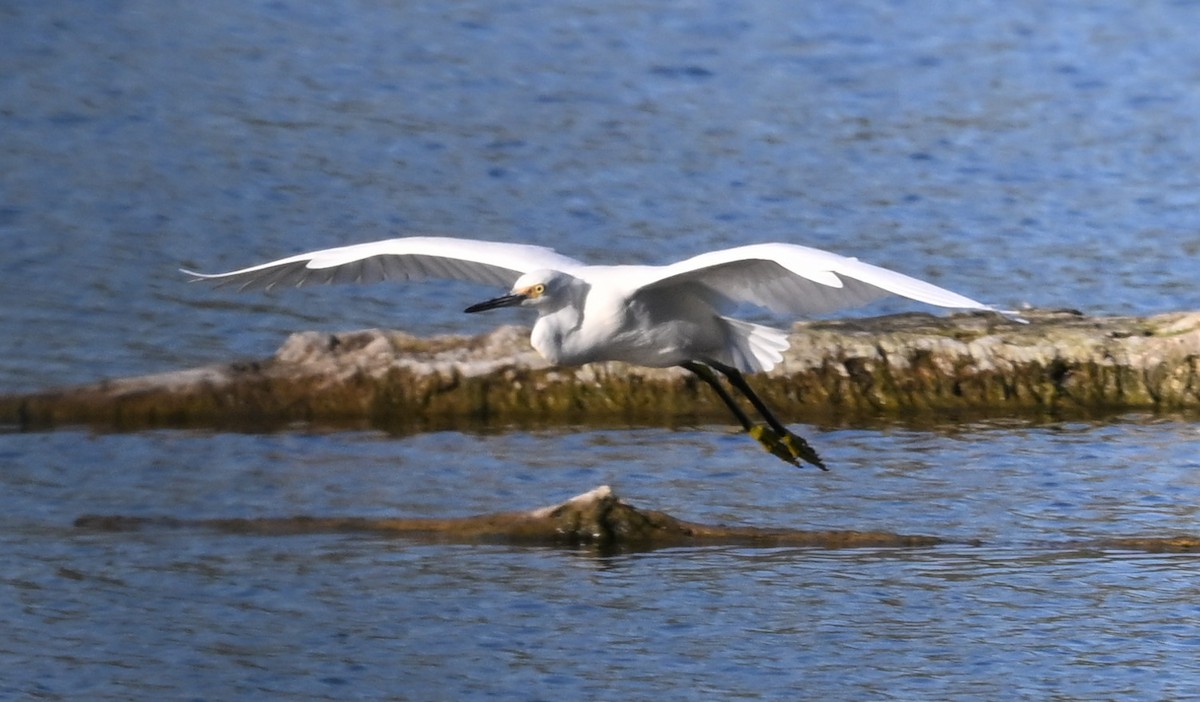 Snowy Egret - ML623212379