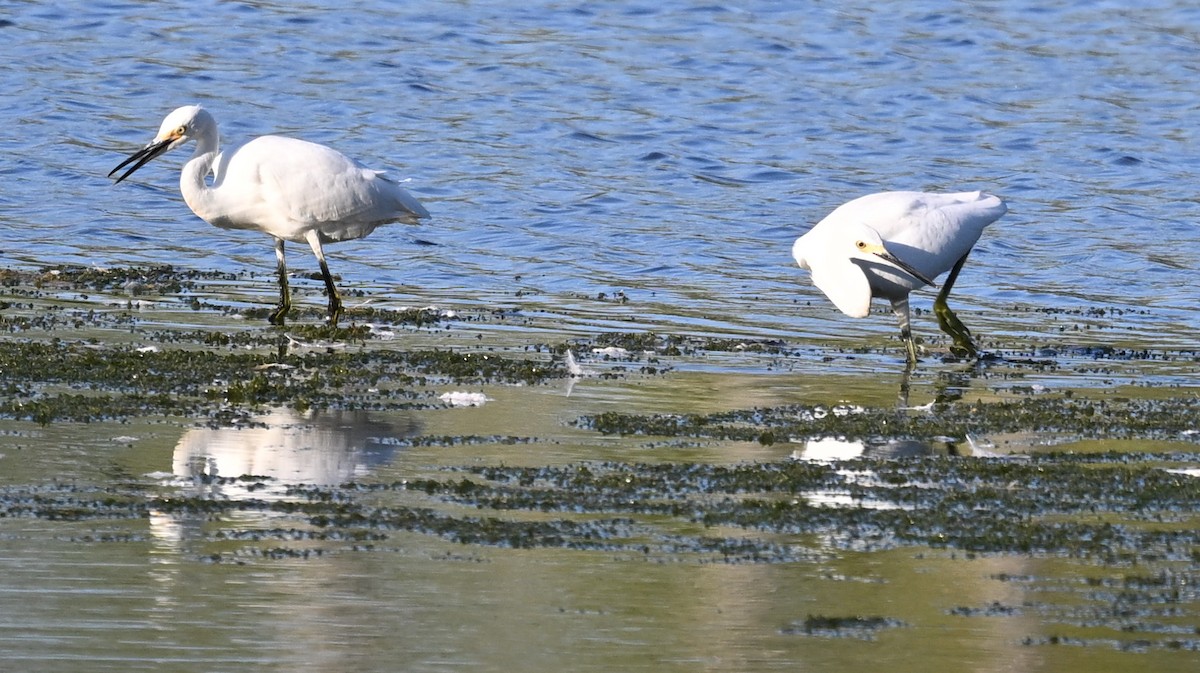 Snowy Egret - ML623212381