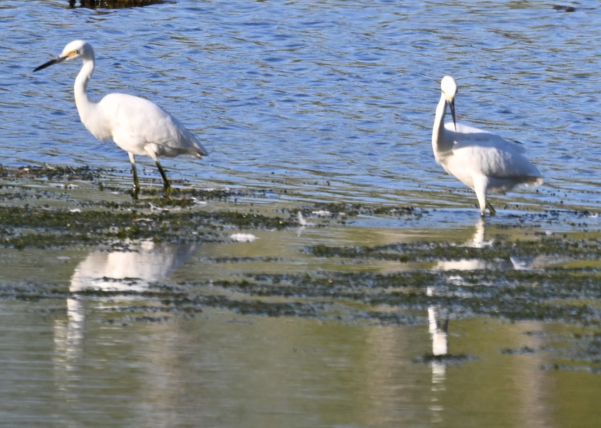 Snowy Egret - ML623212382