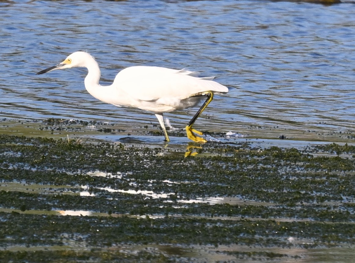 Snowy Egret - ML623212383