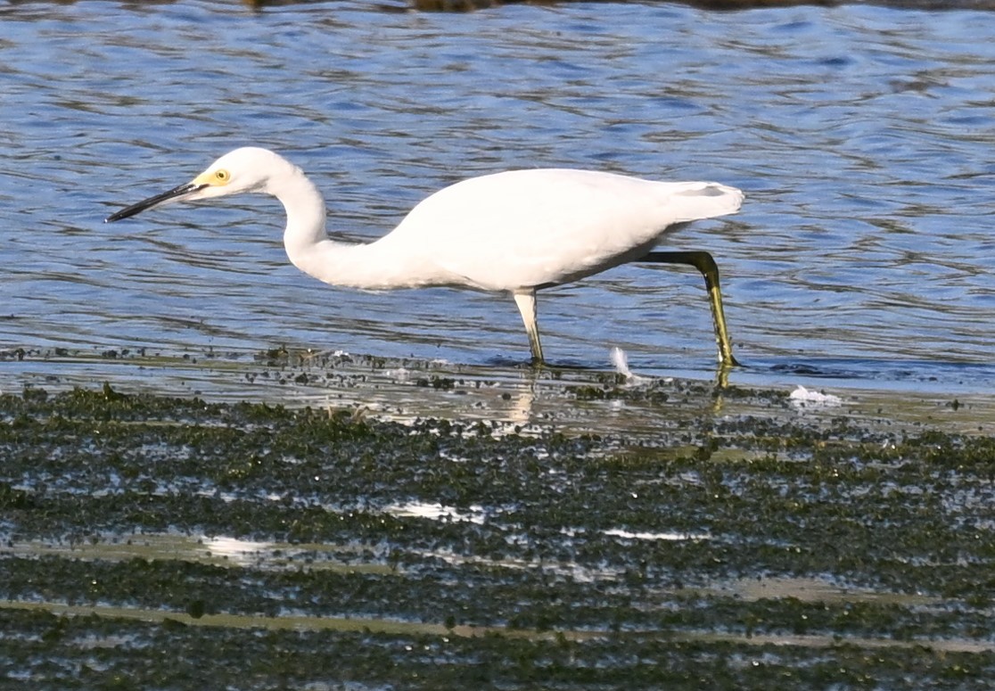 Snowy Egret - ML623212385