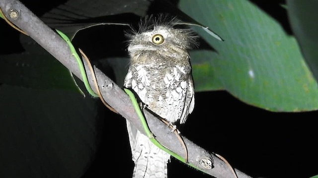 Palawan Frogmouth - ML623212399