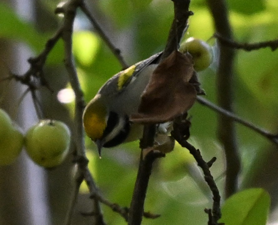 Golden-winged Warbler - ML623212446