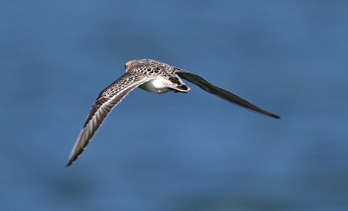 Baird's Sandpiper - ML623212485