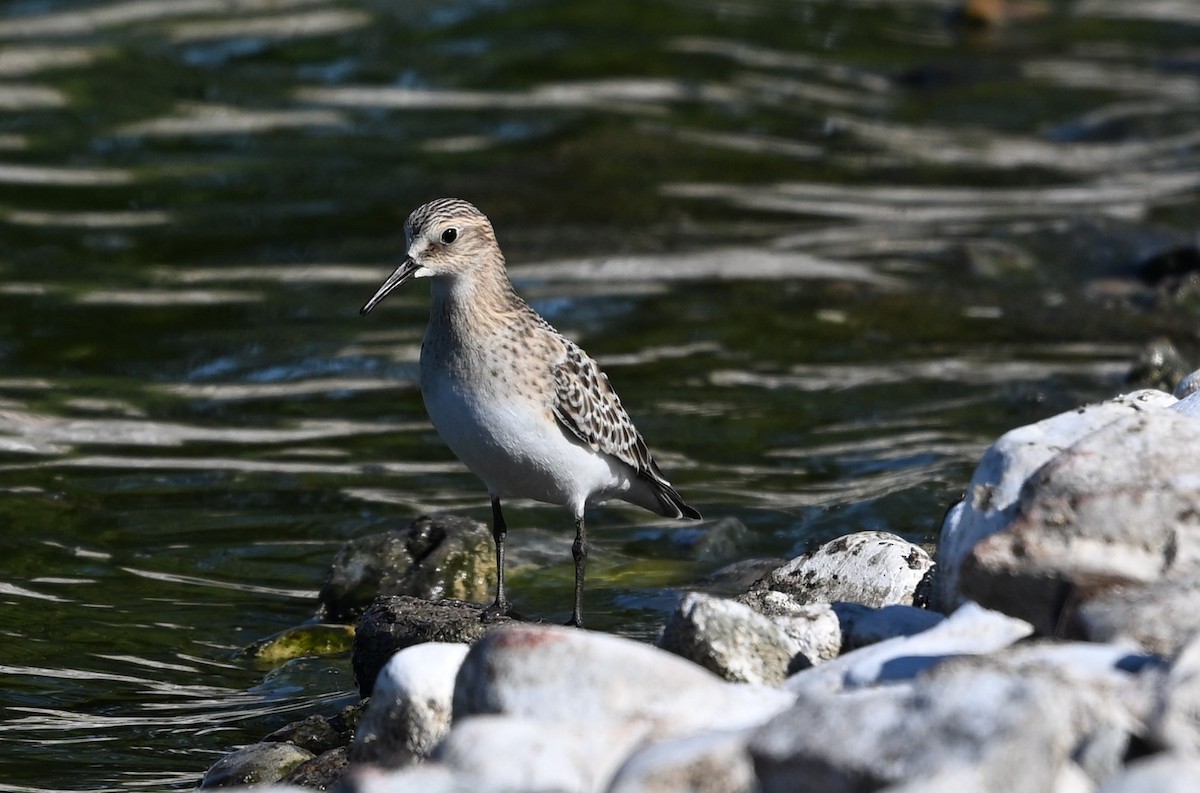 Baird's Sandpiper - ML623212486