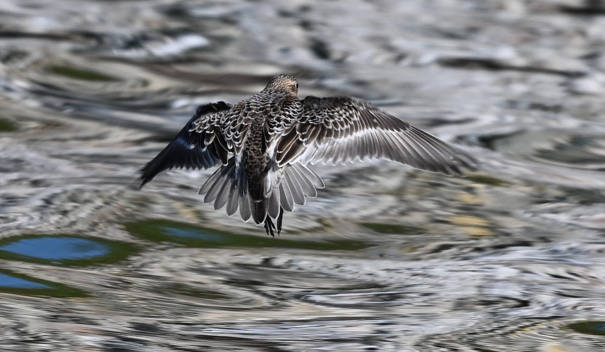 Baird's Sandpiper - ML623212487