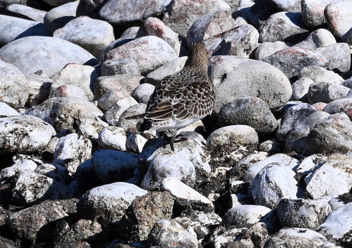 Baird's Sandpiper - ML623212488