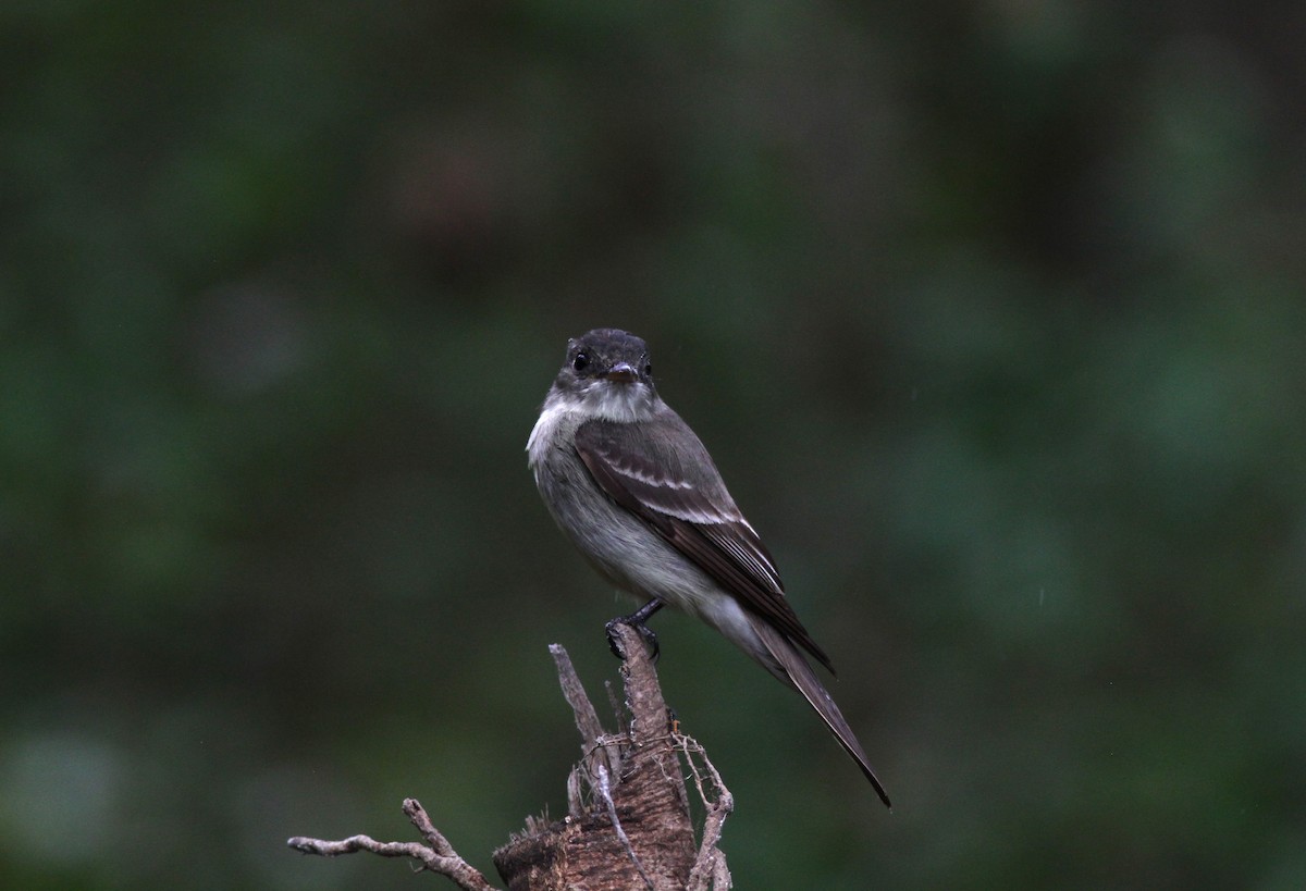 Eastern Wood-Pewee - ML623212553