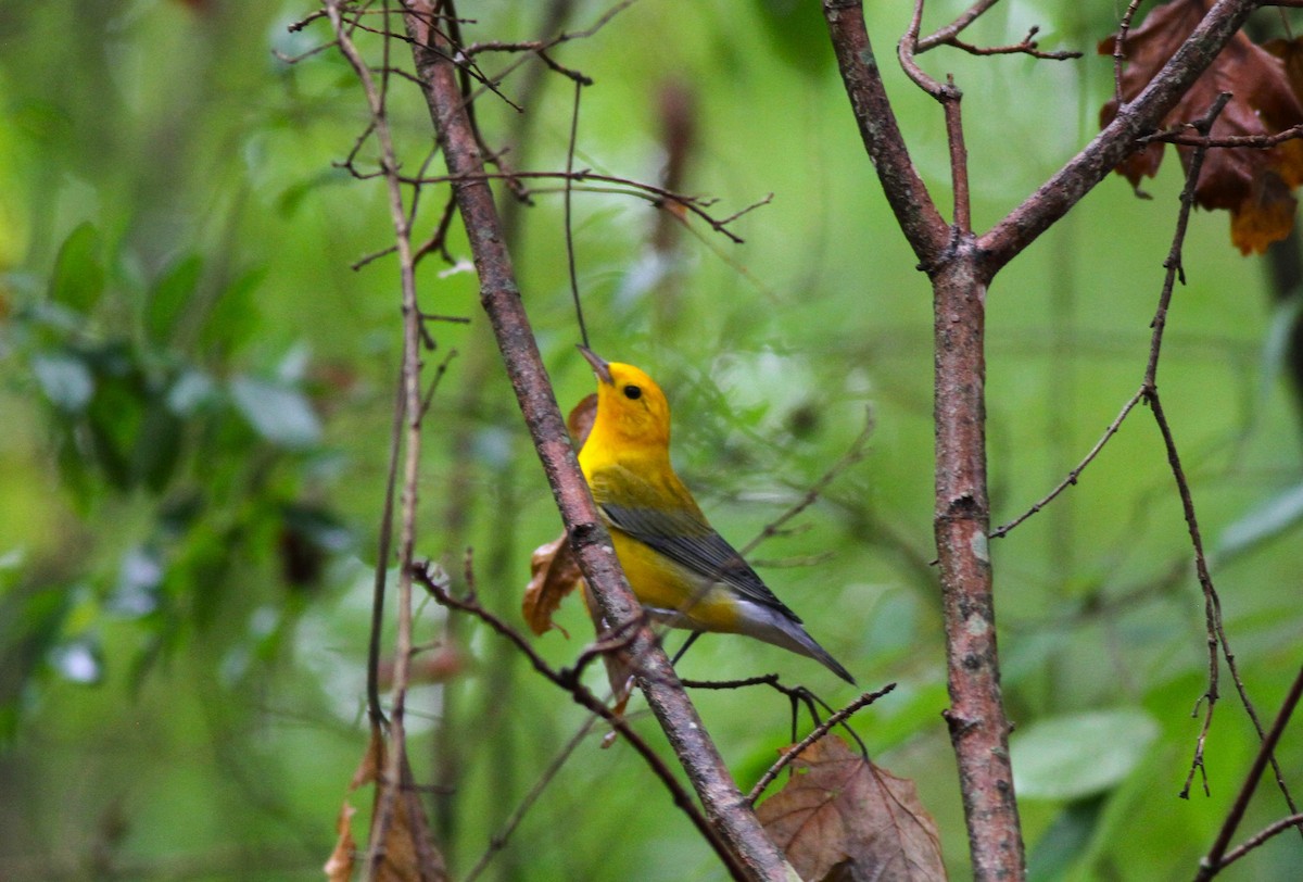 Prothonotary Warbler - ML623212559