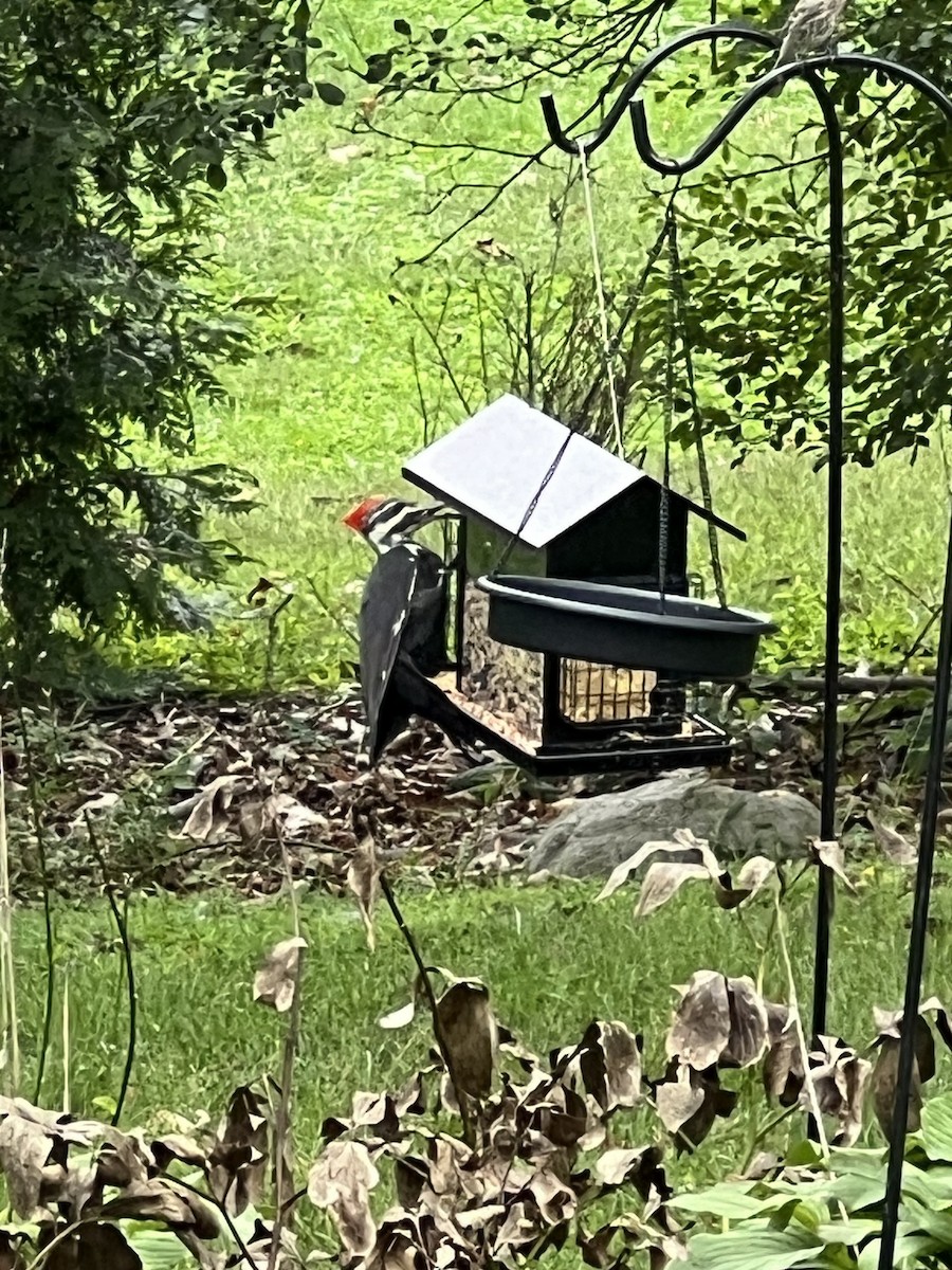 Pileated Woodpecker - ML623212564