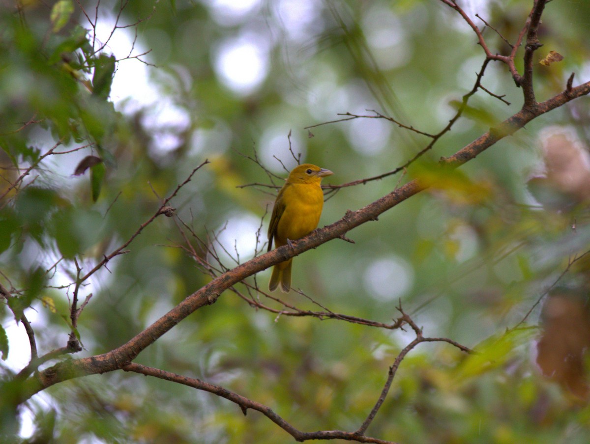 Summer Tanager - ML623212566