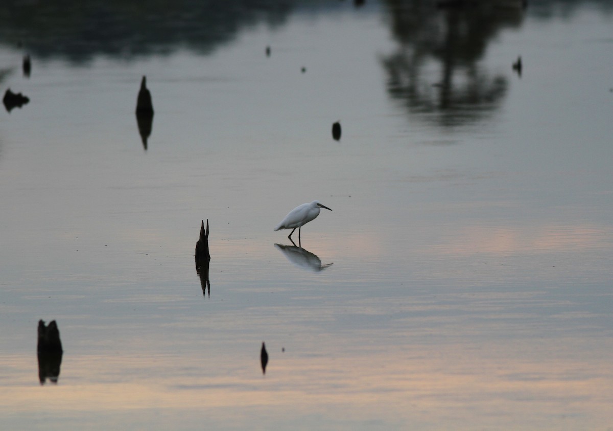 Snowy Egret - ML623212592