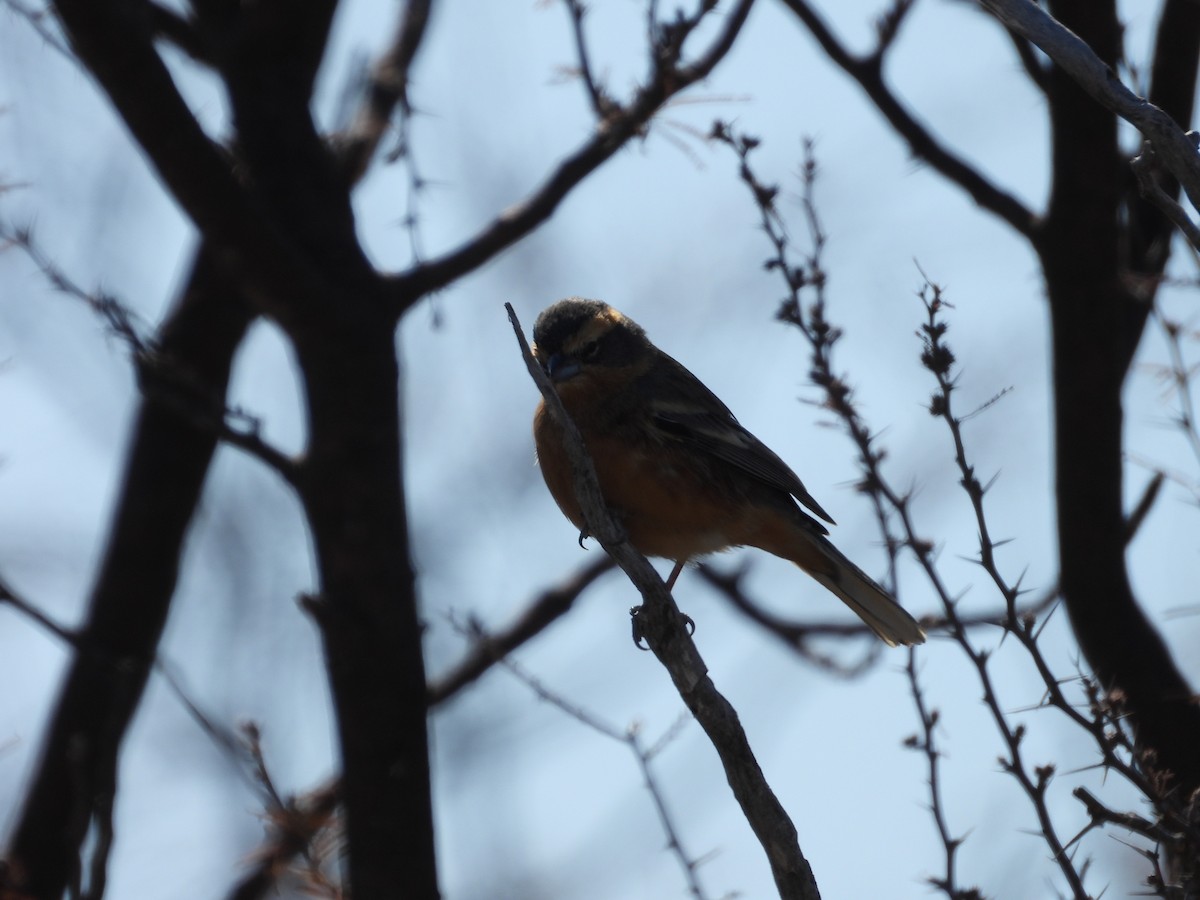 Cinnamon Warbling Finch - ML623212621