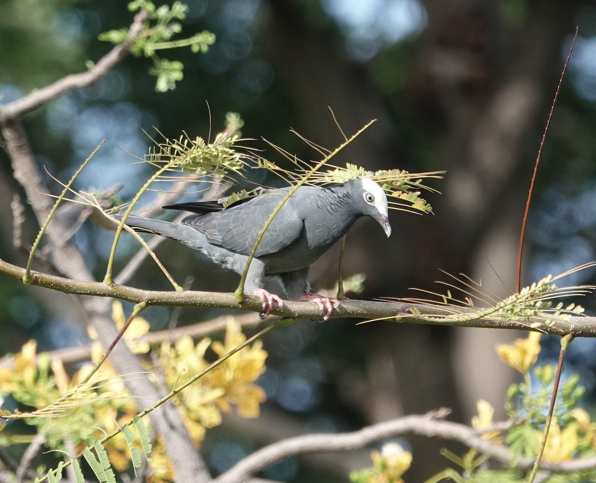 White-crowned Pigeon - ML623212638