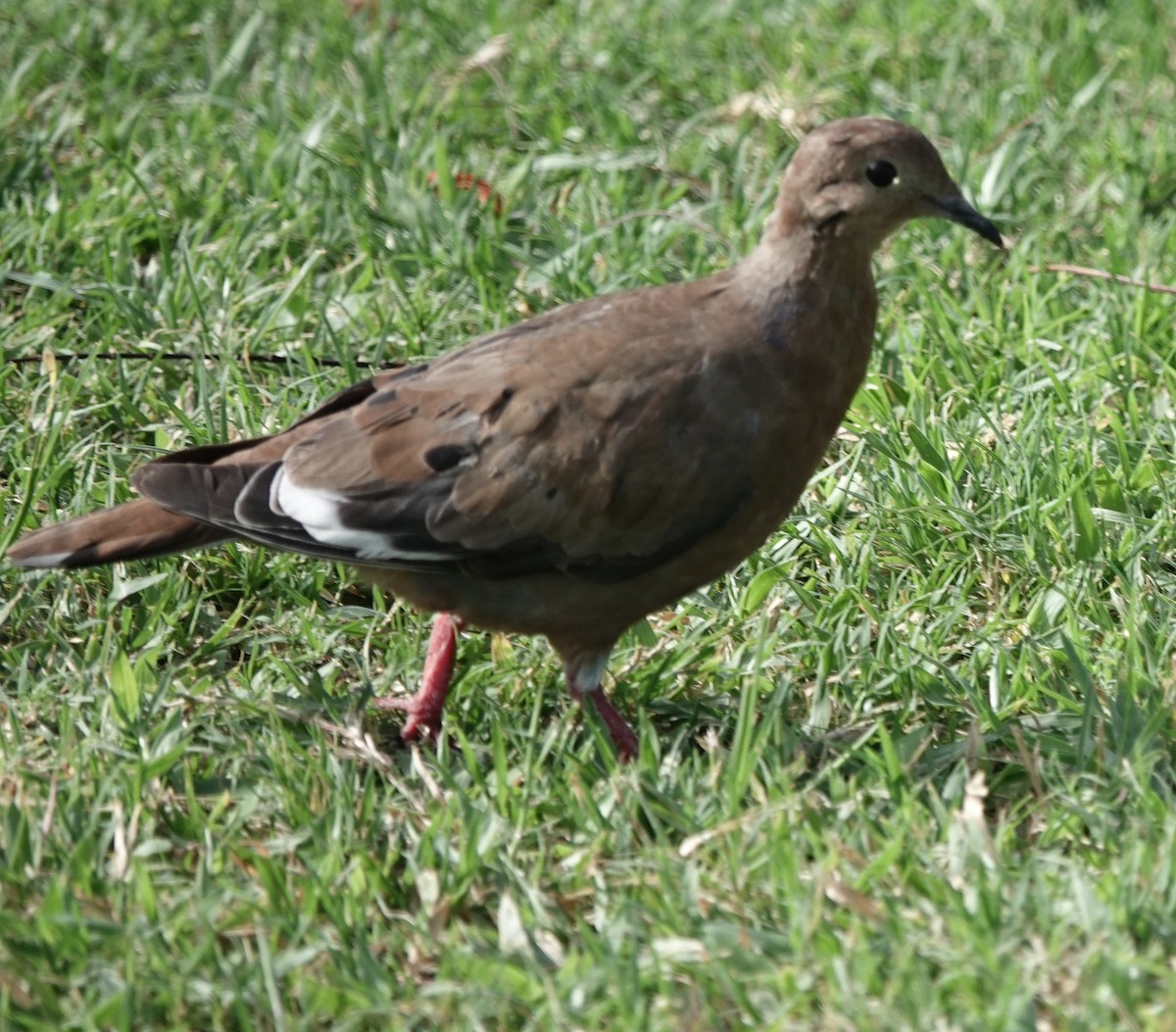 Zenaida Dove - ML623212641