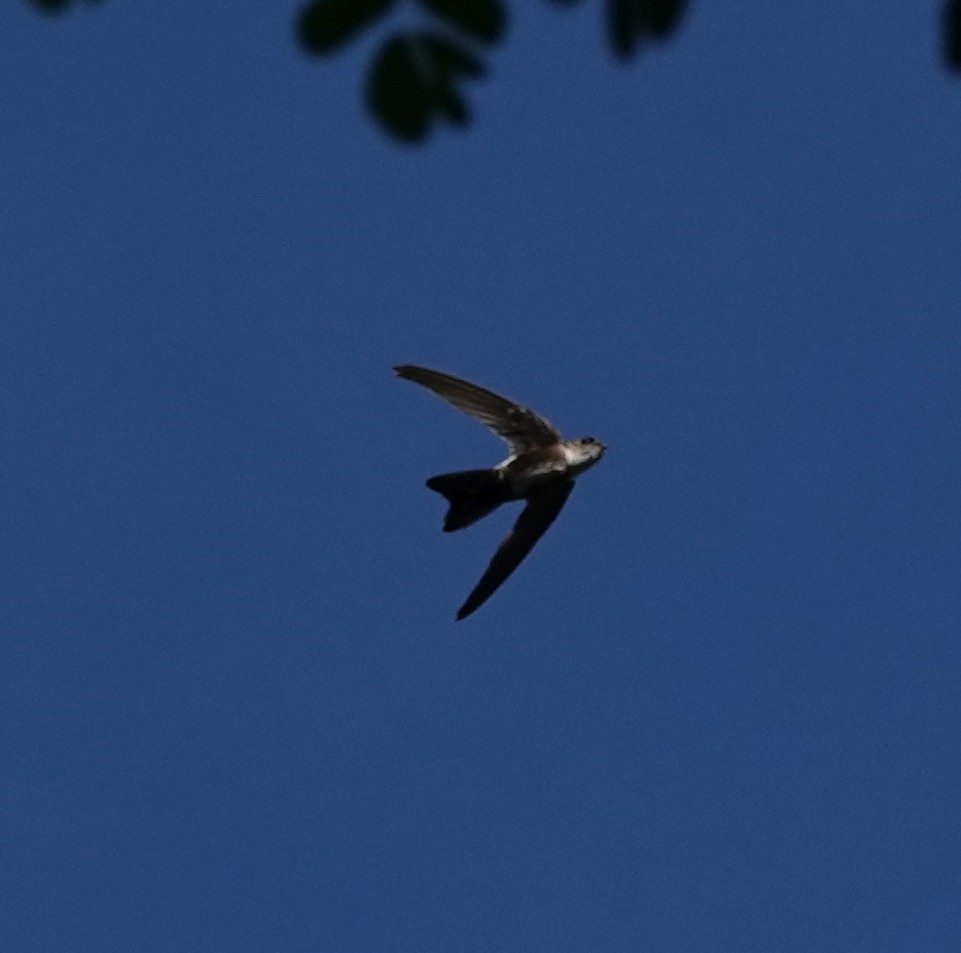 Antillean Palm Swift - ML623212656