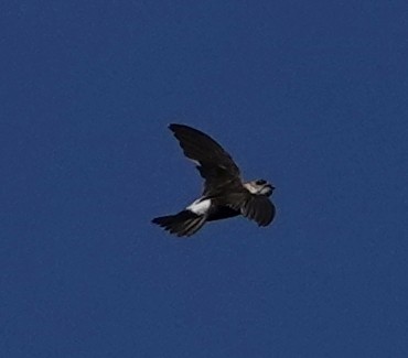 Antillean Palm Swift - Jeff Hollobaugh