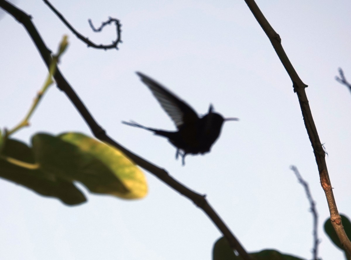 Red-billed Streamertail - ML623212674