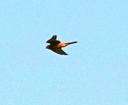 American Kestrel - Jeff Hollobaugh