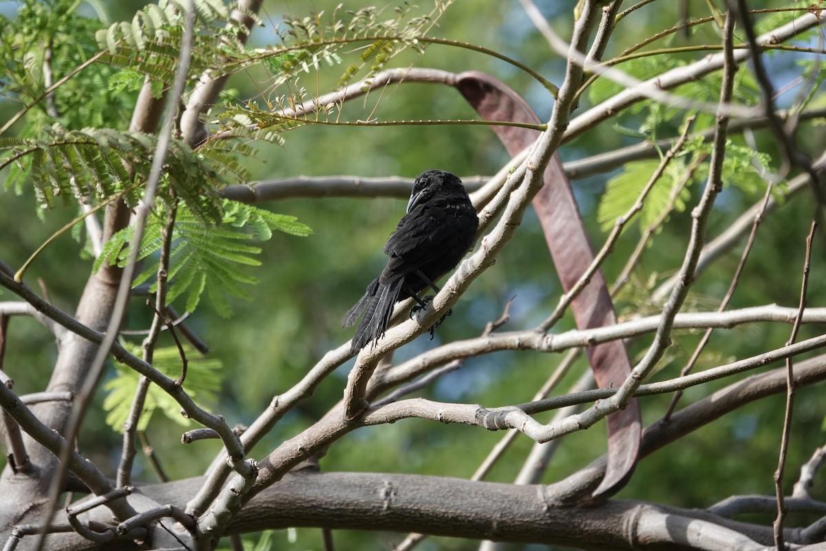 Greater Antillean Grackle - ML623212687