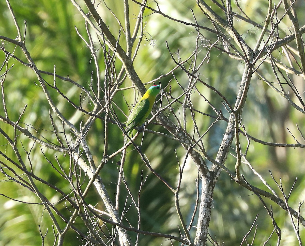 Yellow-breasted Racquet-tail - ML623212691