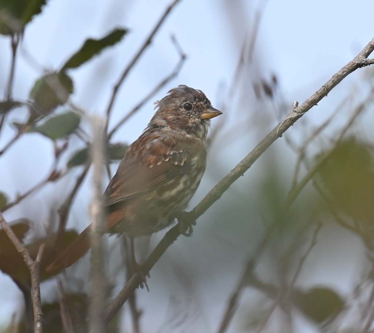 Fox Sparrow (Red) - ML623212692